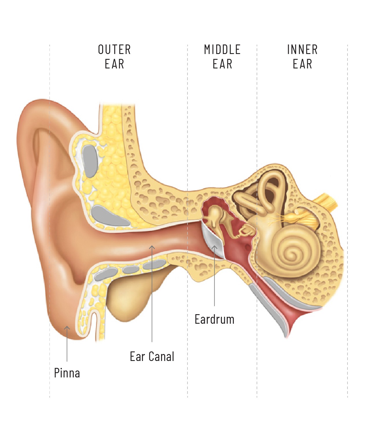 Diagram of the ear